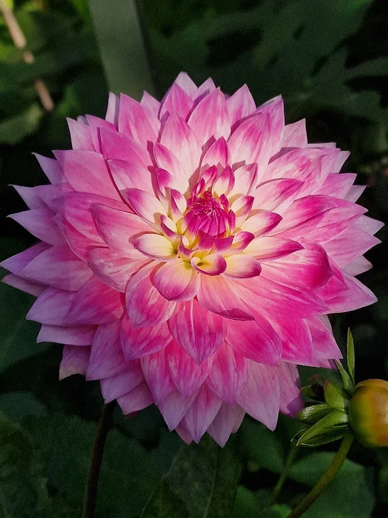 Rosa Dahlienblüte aus einem der Gärten