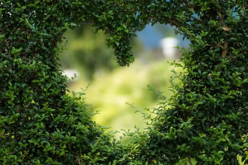 Blick durch eine herzförmige Öffnung in der Hecke auf die sonnige Gartenanlage