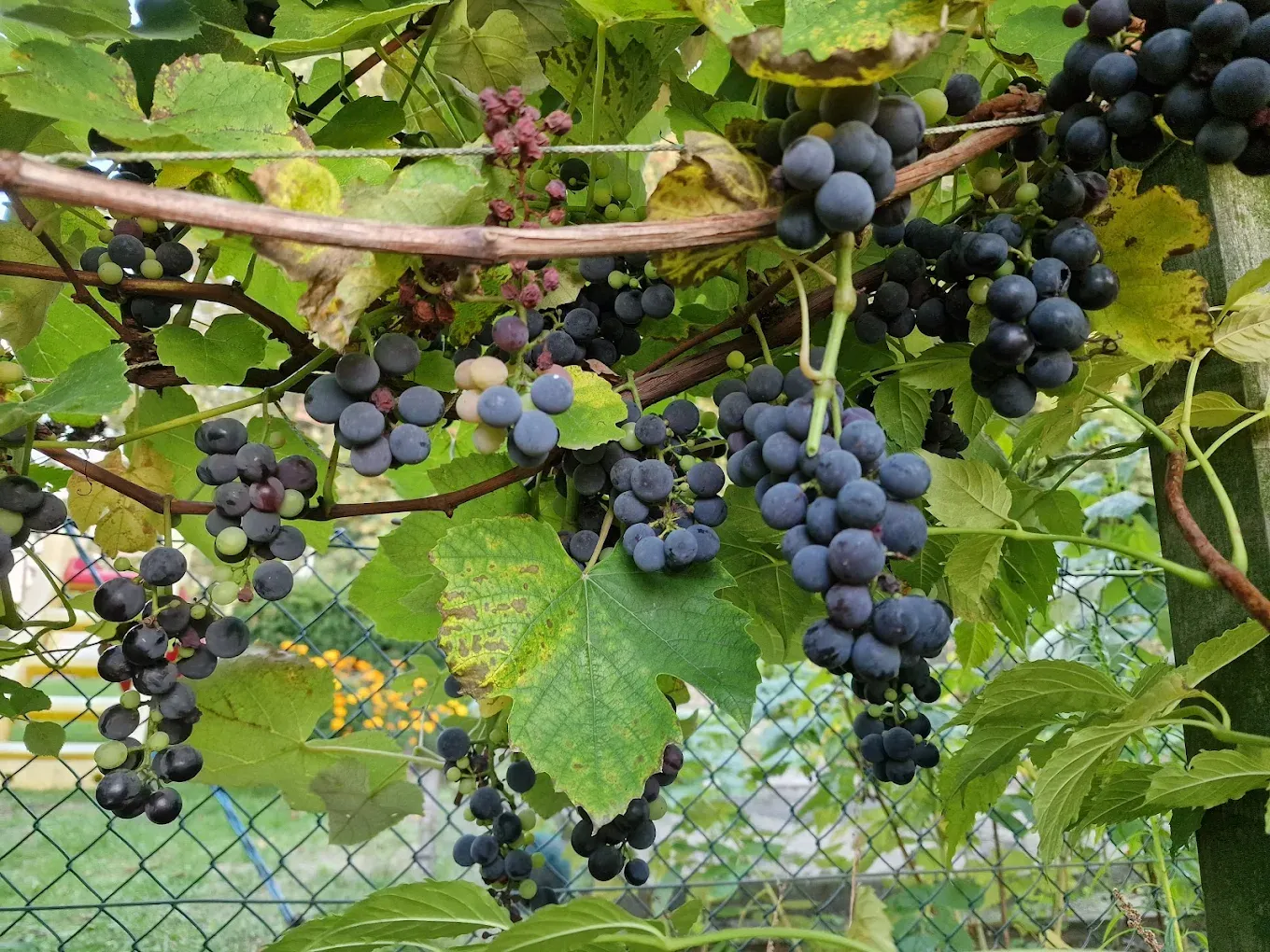 Blaue Weintrauben an einer Rankhilfe